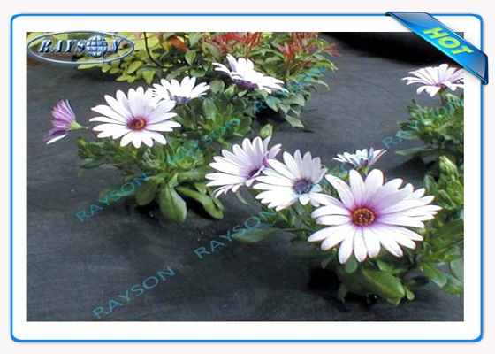 3% UVschutz-10-jährige Garantie-landwirtschaftliche nicht gesponnene Abdeckung Spunbond in der schwarzen Farbe